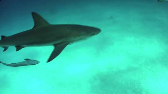 海底的两条鲨鱼视频素材模板下载