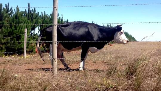 栅栏旁的奶牛
