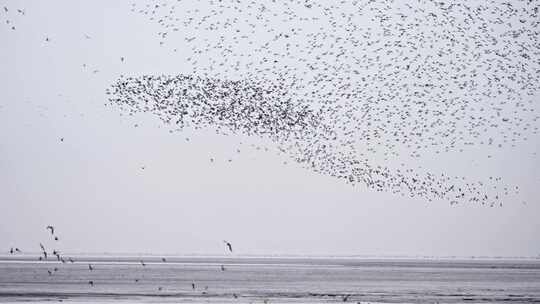 辽宁丹东东港鸟群候鸟迁徙合集