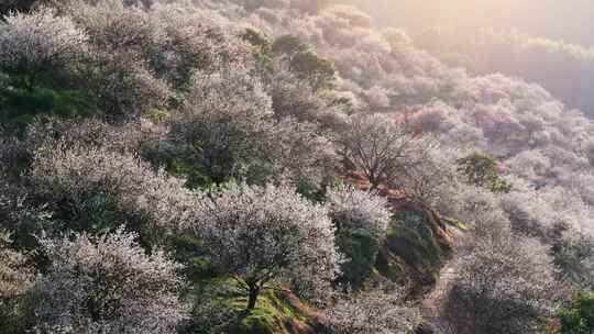 航拍福州永泰青梅花（葛岭万石村）12