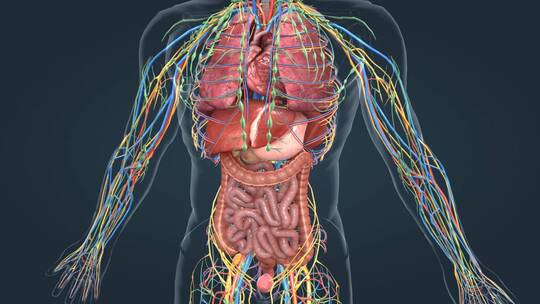 医学人体器官动画 神经 动脉 器官 动画