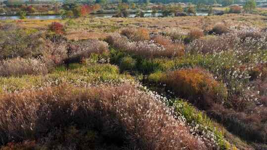 杭州余杭区北湖草荡湿地秋天风光航拍视频素材模板下载