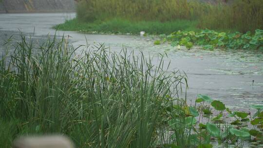 荷花芦苇雨中风雨池塘