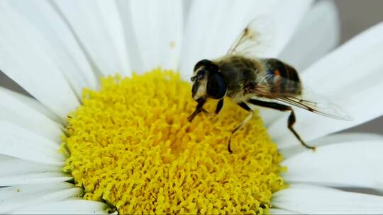 雏菊上的蜜蜂