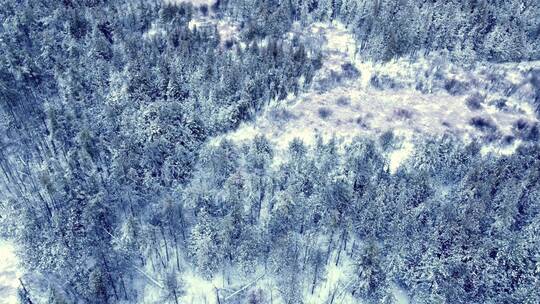 寒冷冬季兴安岭森林冰天雪地航拍