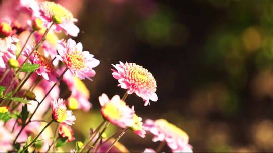 阳光的温暖洒落在粉红色的菊花上