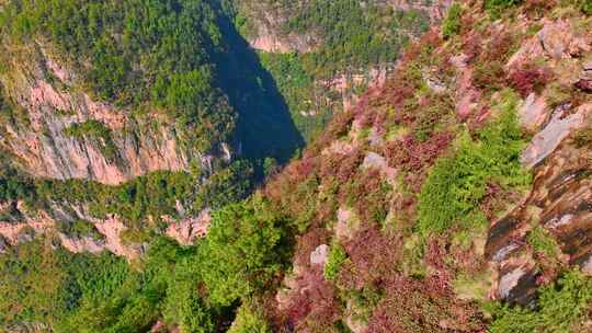 航拍三峡红叶