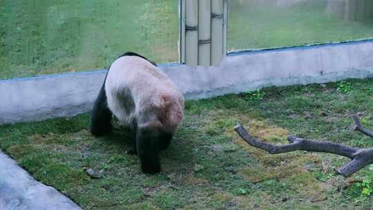 动物园大熊猫行走打滚