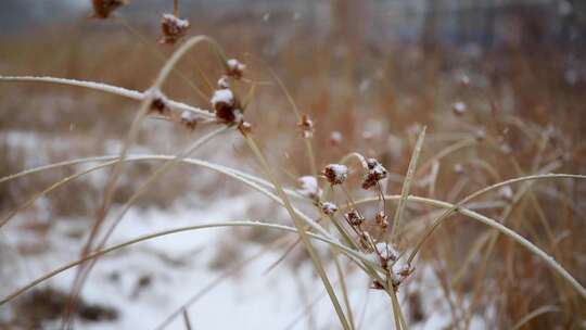 冬季雪花飘落到植物上的雪景