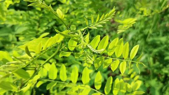 槐树植物叶子