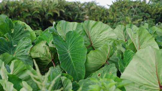 Philodendron，植物，叶子，热