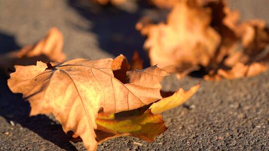 地面枯叶 树叶凋零