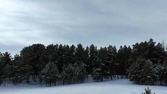 呼伦贝尔雪原樟子松林