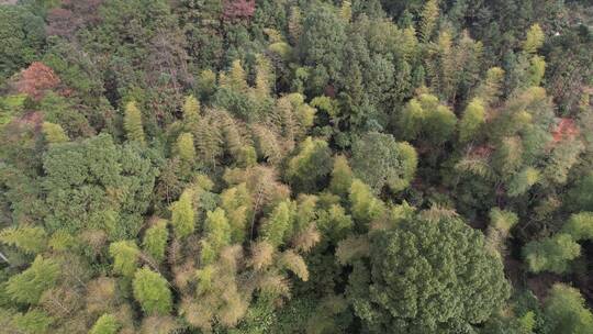 湖南山地植被_鸟瞰_4K航拍