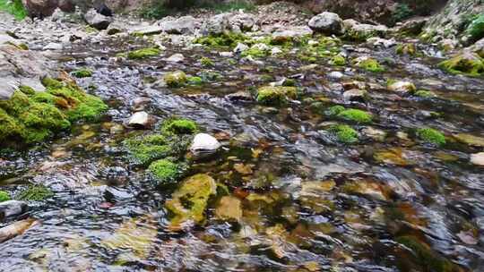 绿色小溪流水