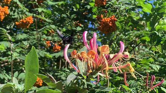 蜜蜂在金银花上采蜜