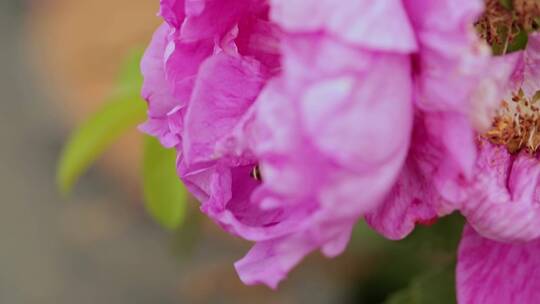 玫瑰花视频粉红色玫瑰花蜜蜂采蜜特写