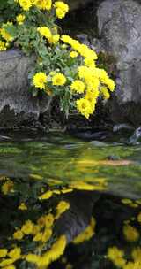 山东济南趵突泉建筑水面颜色秋菊花