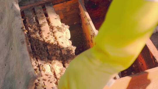 中蜂蜂农查看蜂群取蜂蜜