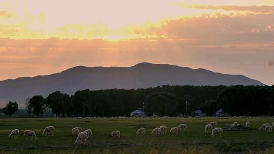 夕阳牧场 悠闲的羊儿视频素材模板下载