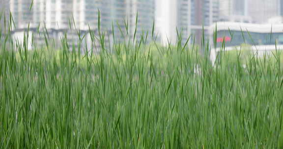 春季公园湖面阳光微风吹动着生长出香蒲嫩芽