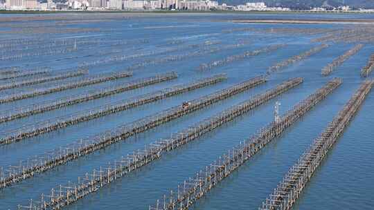 惠州市盐洲海洋湿地公园-红树林航拍