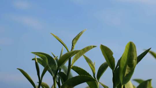 茶叶 采茶 红茶 绿茶 春茶 茶 有机茶