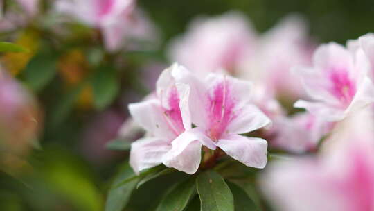 高山杜鹃花开花