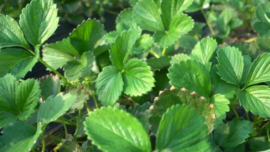 草莓 成长中的草莓 未结果草莓 大棚草莓