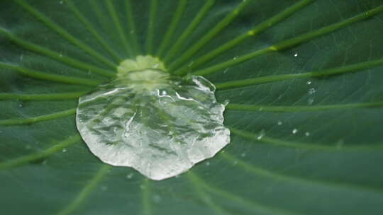 荷叶雨滴水珠慢动作慢镜头升格