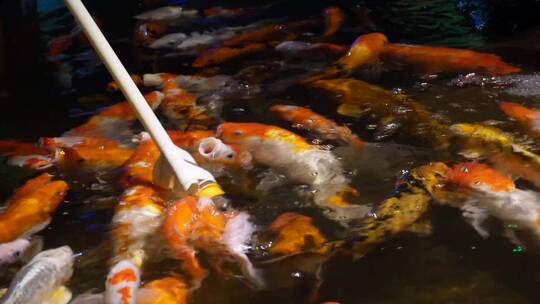 【镜头合集】锦鲤鲤鱼富贵鱼池水池