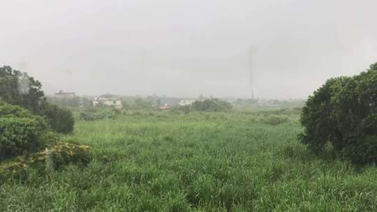 雨水打湿了空地上的浓密草地