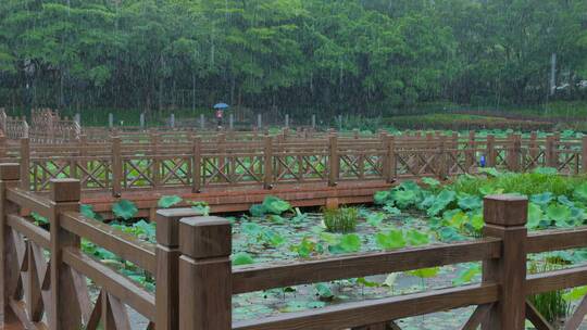 荷花池木栈道九曲桥下雨天雨中荷叶荷塘荷韵