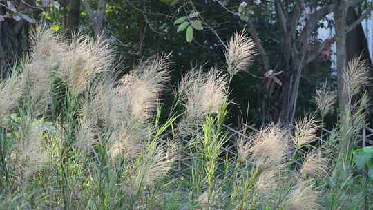 芦苇 狗尾巴草 芦花 阳光 空镜 实拍