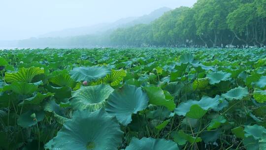 杭州西湖晨雾弥漫碧绿荷叶水墨画卷唯美风景