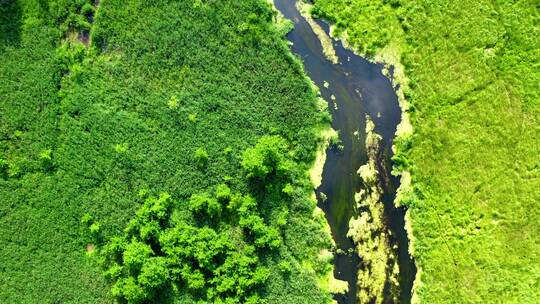 夏季波兰森林和小河Tuchola自然公园的俯视图