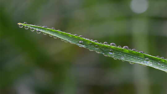 8K植物露珠露水空镜白露节气自然