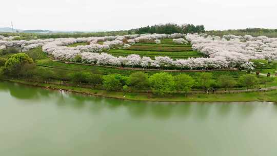 凤凰沟樱花16