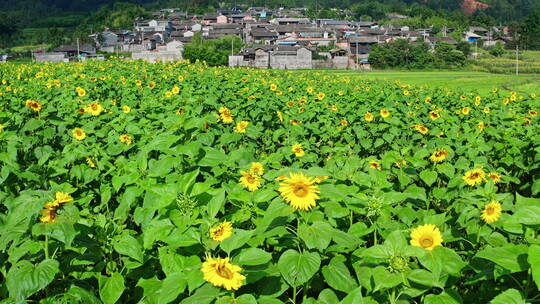 乡村的向日葵地