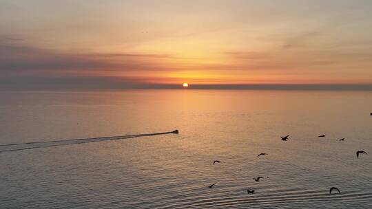 一群海鸥从大海落日前飞过视频素材模板下载