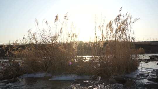 芦苇 风景 风光 草 湿地 夕阳 阳光