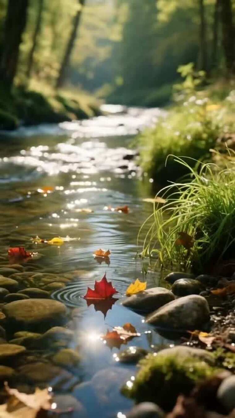 林间溪流与落叶自然景象