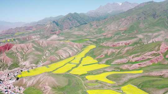 青海门源卓尔山景区 油菜花 丹霞