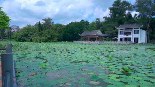 南宁狮山公园湖泊荷叶凉亭与绿色树林风光