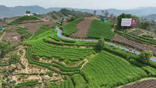 航拍福建宁德福鼎茶山白茶祖地