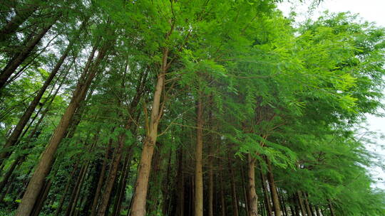 热带原始森林丛林松树林