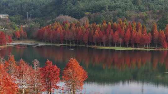 三家村水杉