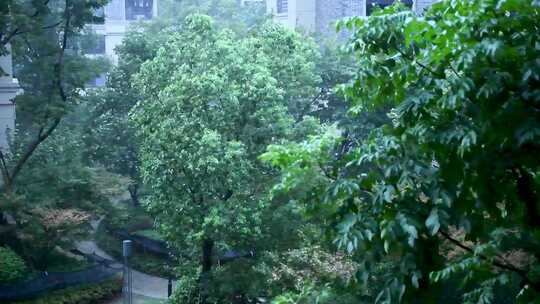 在暴风雨中摆动的树