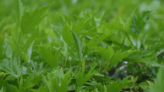 下雨天雨滴绿叶树叶丛中