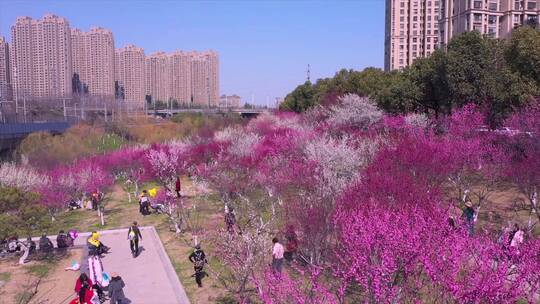 合肥匡河公园桃花航拍